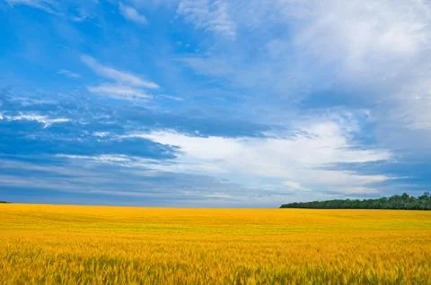 Wheat crop on the field Stock Photos