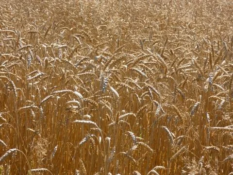 Wheat Crop Field Stock Photos