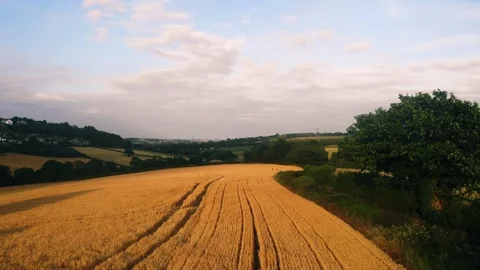 Wheat crop field ripe ready for harvest Stock Footage 313613378