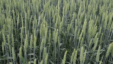 Wheat crop field swaying though wind Stock-Footage 109512134