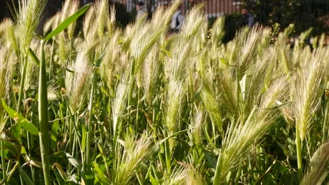 Wheat crop field swaying though wind Stock-Footage 185925385