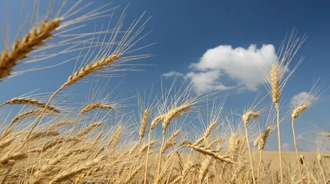 Wheat crop Stock Footage 7740391