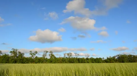 Wheat crop Stock Footage