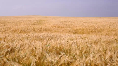 Wheat crop Video stock 26145476