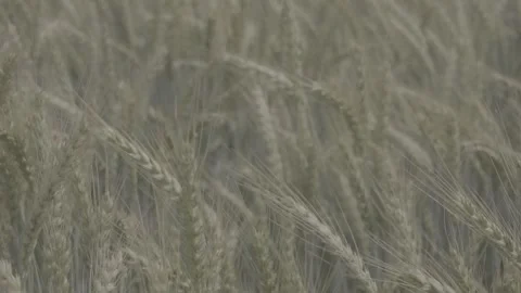 Wheat Crop with full Grains-Clip2 Slog Raw for Manual Color grading Stock Footage 277161833