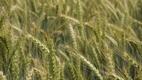 Wheat Crop with full Grains Stock Footage 277161862