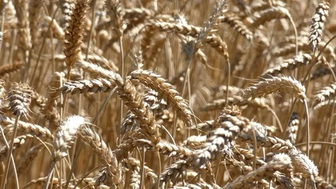 Wheat Crop Gently Swaying In the Wind Stock Footage 80568497