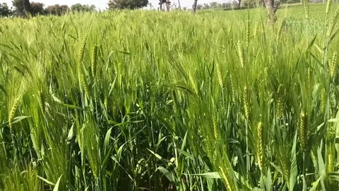 Wheat crop growing in the field Stock Footage 302856654