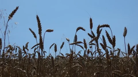 Wheat Crop In Harvest Time Stock Footage 80568498