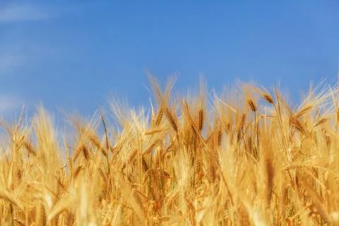 Wheat crop 库存照片