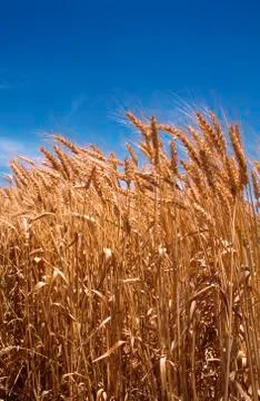 Wheat Crop Stock Photos