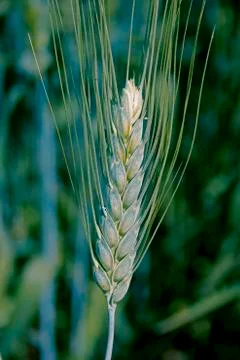 Wheat crop Stock Photos