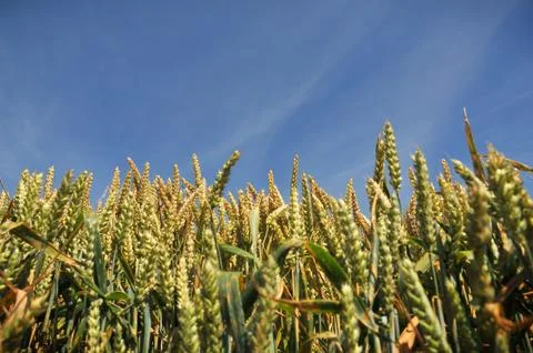 Wheat Crop Stock Photos