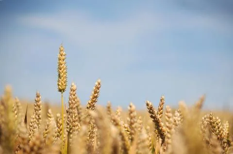 Wheat Crop Stock Photos