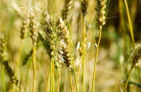 Wheat crop Stock Photos