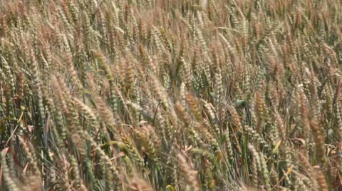 Wheat crop in strong wind Stock Footage 68422458
