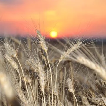 Wheat crop on a sunset Stock Photos