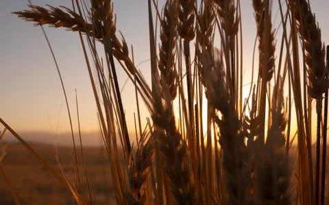 Wheat crop at sunset Foto stock