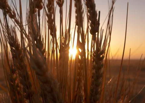 Wheat crop at sunset Foto stock