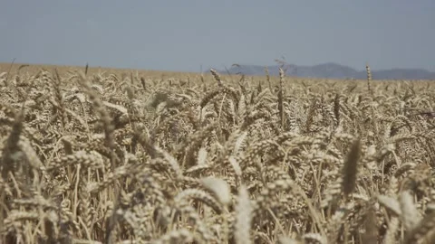 Wheat crop swaying through wind outdoor in nature. Stock Footage 144129877
