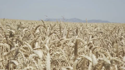 Wheat crop swaying through wind outdoor in nature. Stock Footage 144129902