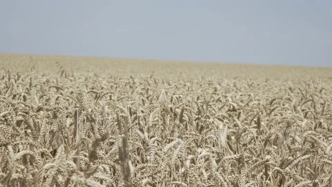 Wheat crop swaying through wind outdoor in nature. Stock Footage 144130068