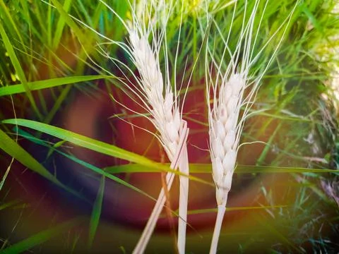 Wheat crop, wheat white ears Stock Photos