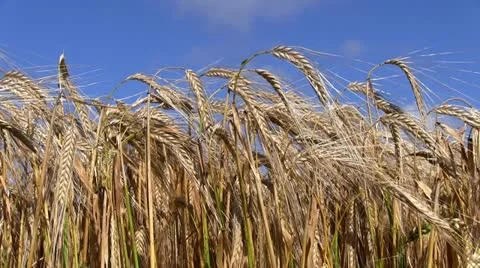 Wheat crops blowing in the wind Stock Footage 11459701