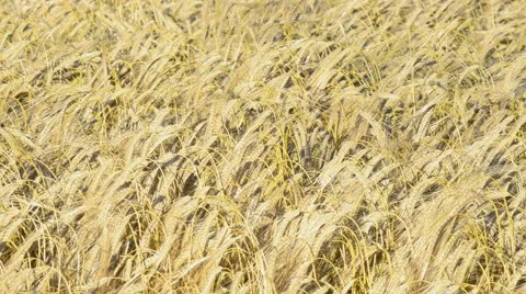 Wheat crops blowing in the wind Stock Footage 39996202