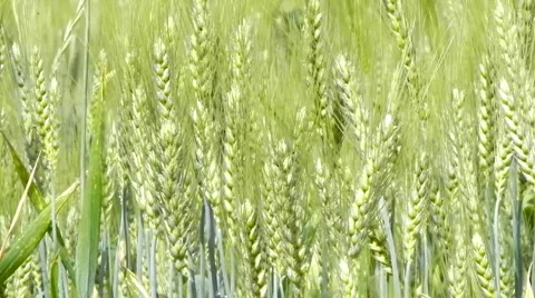 Wheat Crops Bread Flour Bakery agriculture Stock Footage