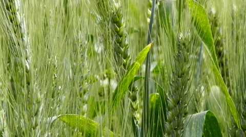 Wheat Crops Bread Flour Bakery agriculture Stock Footage