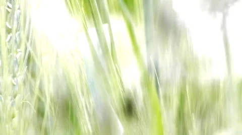 Wheat Crops Bread Flour Bakery agriculture Stock Footage
