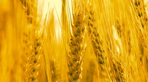 Wheat Crops Bread Flour Bakery agriculture Stock Footage