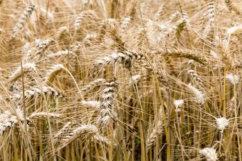 Wheat Crops Close Up 写真素材