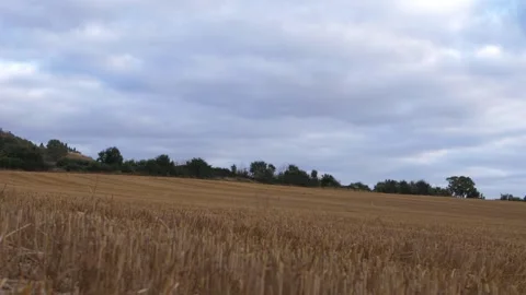 Wheat crops cut after after harvest Stock Footage 162329622