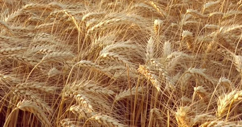 Wheat-crops-field-4-RAW23 Vídeos de archivo 334657928