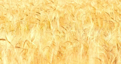 Wheat crops field close-up golden cereal cultivate ready to harvest Vídeos de archivo 334657998