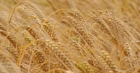Wheat crops field close-up golden cereal cultivate ready to harvest Stock-Footage 334658008