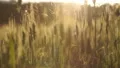 Wheat crops lit by sun, breeding of organic varieties, agriculture harvest HD Footage