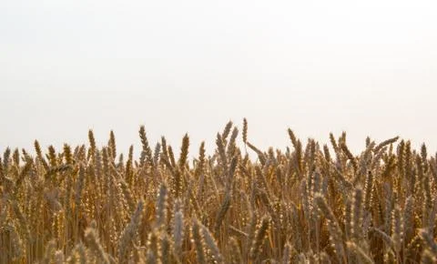Wheat Crops Stock Photos