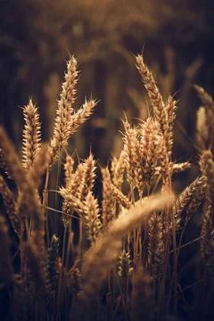 Wheat Crops in summer Stock Photos