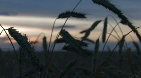 Wheat crops at sunset 6 Stock Footage 497669