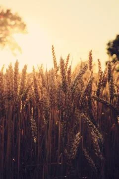 Wheat crops in Sunset light Stock Photos