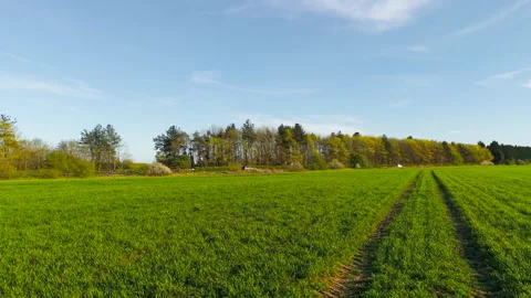 Wheat crops with tractor tracks across field near forest edge and rural road Stock Footage 335816134