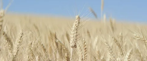 Wheat crops under clear blue sky anamorphic 5.7K video Stock Footage 314373890