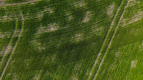 Wheat crops weak sprouts with large dry patches and visible soil between rows Stock Footage 335816182