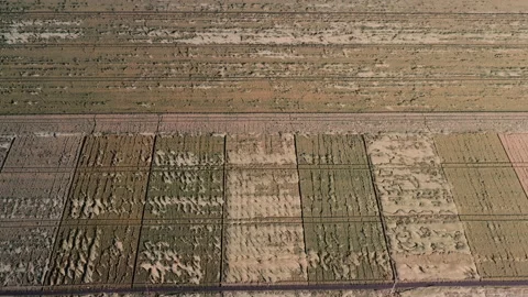 Wheat crops were partially destroyed due to bad weather. Stock Footage 149189192
