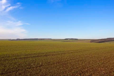 Wheat crops in winter Stock Photos