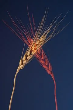 Wheat on a dark blue red background, doubling effect. Stock Photos