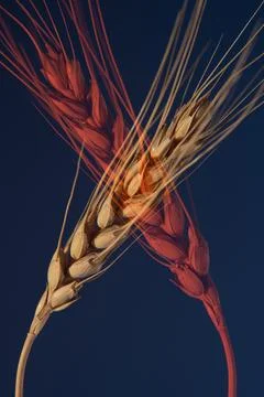 Wheat on a dark blue red background, doubling effect. Stock Photos